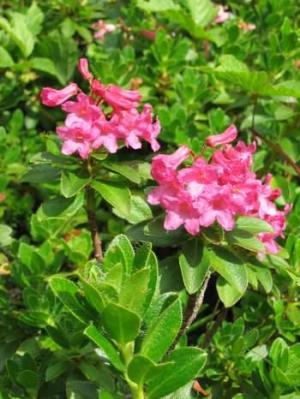 Moje oblíbené azalky