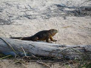 Pěkná ještěrka :o)