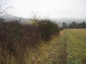 Jabloň v poli osiřelá