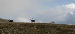 ...když se potkají tři sobi....