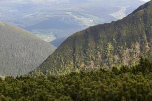 Divoce rozeklané hřebeny