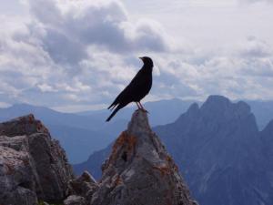 Matěj Turek: Kavče na Buchsteinu v Gosaukamm