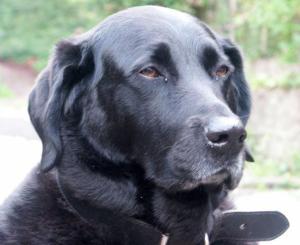 Páneček se mi opil