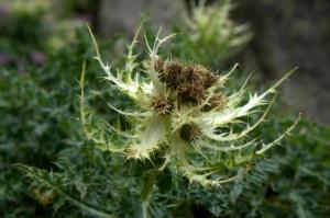 Cirsium spinosissimum