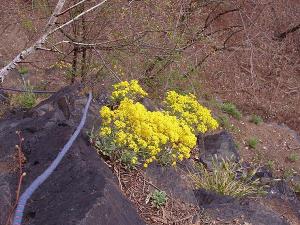 Trocha romantiky v Šípkové Růžence III+