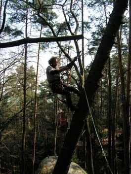 Špek likviduje spadlý strom